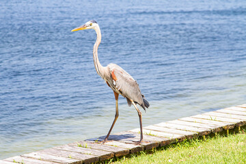 Fototapeta premium bird, great blue heron at Pensacola beach, Florida
