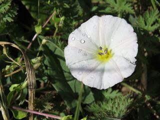 A small number of small white flowers