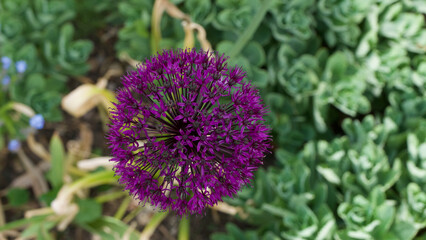 Simple purple allium flower in garden against lush flower bed 