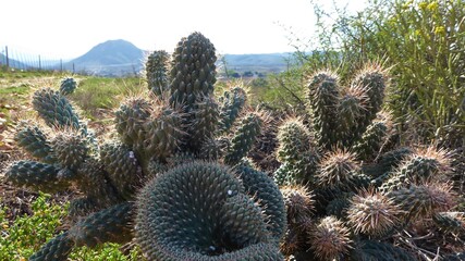 Closeup of Prickly Cactus against an Early Morning Karoo Landscape