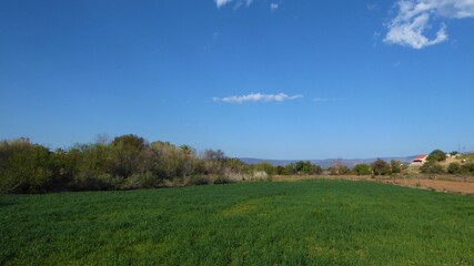 A Green Lucerne Field in Late Autumn, Little Karoo