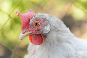 The white hen is a very close portrait, selective focus, rural suburban life.