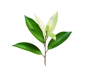 Green leaf of tropical tree with light and dark color , isolated on white background , clipping path