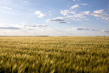 oats is brewing in the farmer's field. Background and texture for text