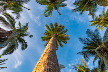 trunk of coconut palm against the blue sky on Koh Samui in Thailand, travel to the resort, relaxation and enjoyment