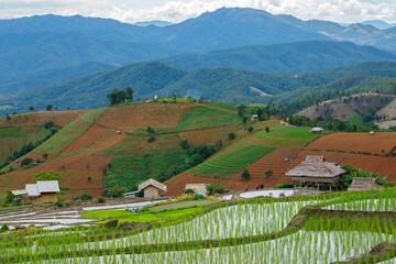 Naklejka premium Green Terraced Rice Field in Pa Pong Pieng, Mae Chaem, Chiang Mai Province, Thailand