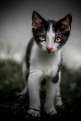 black and white cat portrait