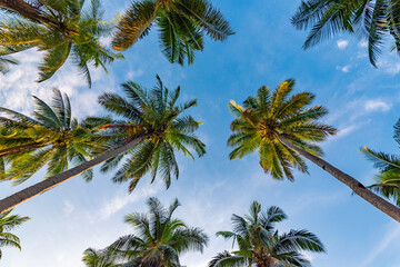 Obraz na płótnie Canvas trunks of coconut palms against the blue sky on Koh Samui in Thailand, travel to the resort, relaxation and enjoyment