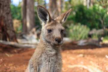 A close up of a young kangaroo 