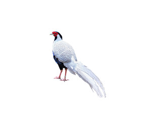 Pheasant isolated on white background , clipping path