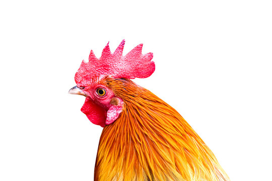 Cock colorful head  isolated on white background , clipping path