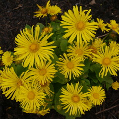 doronicum orientale sun flower
