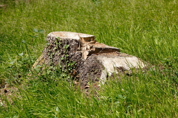 abgesägter Baumstamm auf einer Wiese