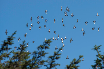 flock of parallel flying pigeons in the sun, synchronized flight, group of flying pigeon against blue sky	