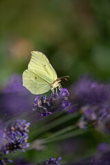 Zitronenfalter, Gonepteryx rhamni, sammelt Pflanzensäfte auf Blütenpflanze, blühender Lavendel im Sommer.