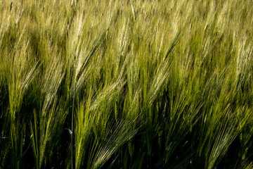 oats is brewing in the farmer's field. Background and texture for text