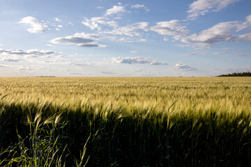 oats is brewing in the farmer's field. Background and texture for text
