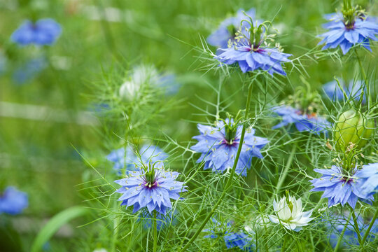 Nigella」の写真素材 | 15,422件の無料イラスト画像 | Adobe Stock