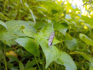 White small butterfly On the green leaves in nature.