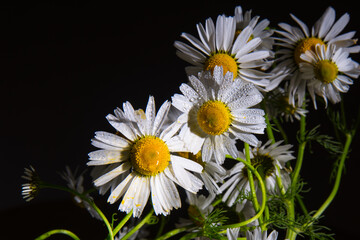 Bouquet of daisies on a black background