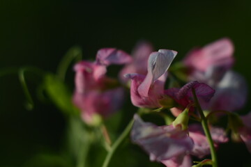 Gentle pink mouse peas on a blurry green background