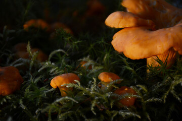 Yellow chanterelle mushrooms grow in the forest in the moss