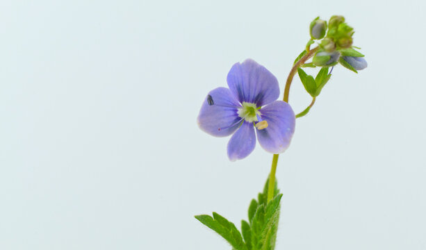 Tiny wild blue/violet spring flowers known as slender speedwell or creeping speedwell isolated on a white background, scientific name Veronica filiformis 