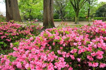 躑躅咲く晩春の雨あがりの公園風景