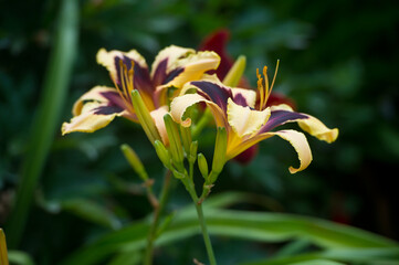 Obraz premium Daylilies spider in mixborders on the flowerbed in the garden. Gardening