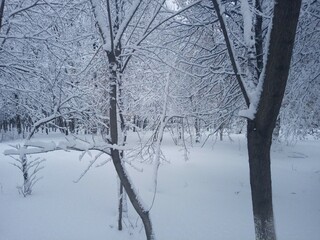 trees in winter