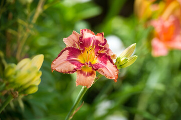 Daylilies spider in mixborders on the flowerbed in the garden. Gardening