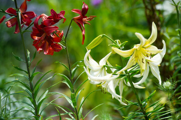 
Lilies in mixborders on the flowerbed in the garden. Gardening. Lily flowers