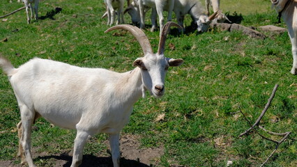 
A herd of goats in the field