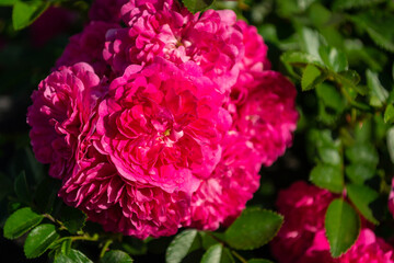 Obraz premium Pink small roses, green leaves