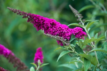 Buddleja (Buddleja davidii), flowers of summer. Buddleja davidii the Butterfly bush