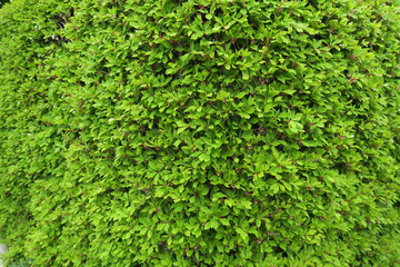 Fototapeta premium 曲がり角の若葉のドウダンツツジの生垣