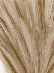 Obraz premium Beautiful abstract gray and white feathers on white background, soft brown feather texture on white pattern background, yellow feather background