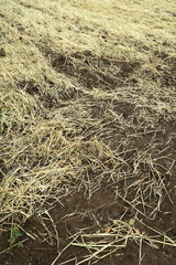 緑肥の鋤き込まれた後の春の畑風景