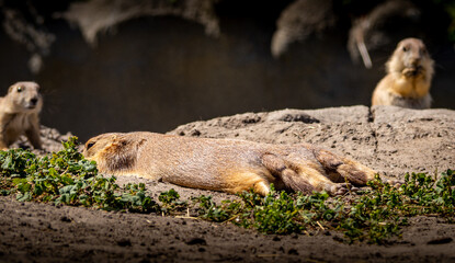 Two prairie dogs sleeping together