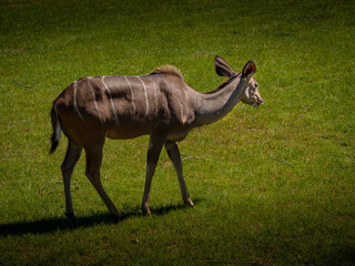 Fototapeta premium Female Kudu on grassland in the zoo