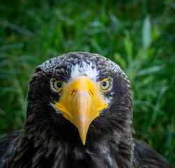 Sea eagle portrait close up
