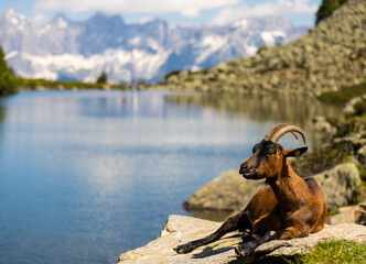 Bergziege vor dem Spiegelsee und Dachstein in Österreich