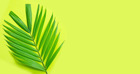 Tropical palm leaves on green background. Enjoy summer holiday concept.