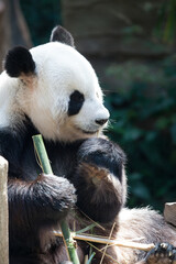 Obraz premium Miś Panda jedzący bambus