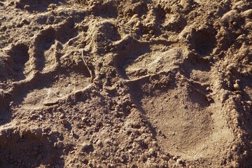 Fresh Baboon Footprints in Sand, Showing very Human-Like Palm Prints