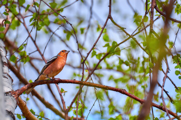 Bird finch (Сhaffinch) sitting on a birch.