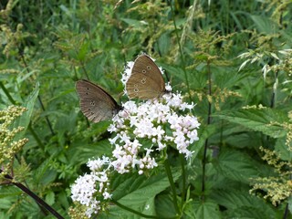 Schmetterlinge auf Wiese
