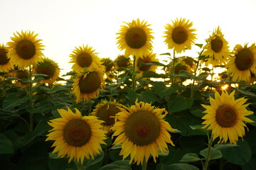 Fototapeta premium Beautiful sunset seen from a field full of sunflowers 