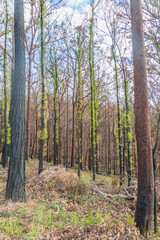 Regeneration - New life in the bush after the fires