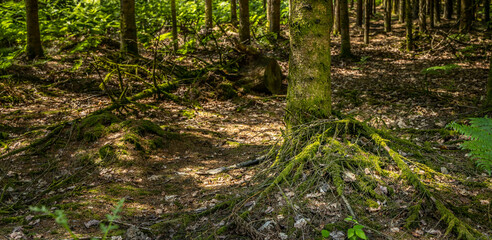 View of a forest during summer.